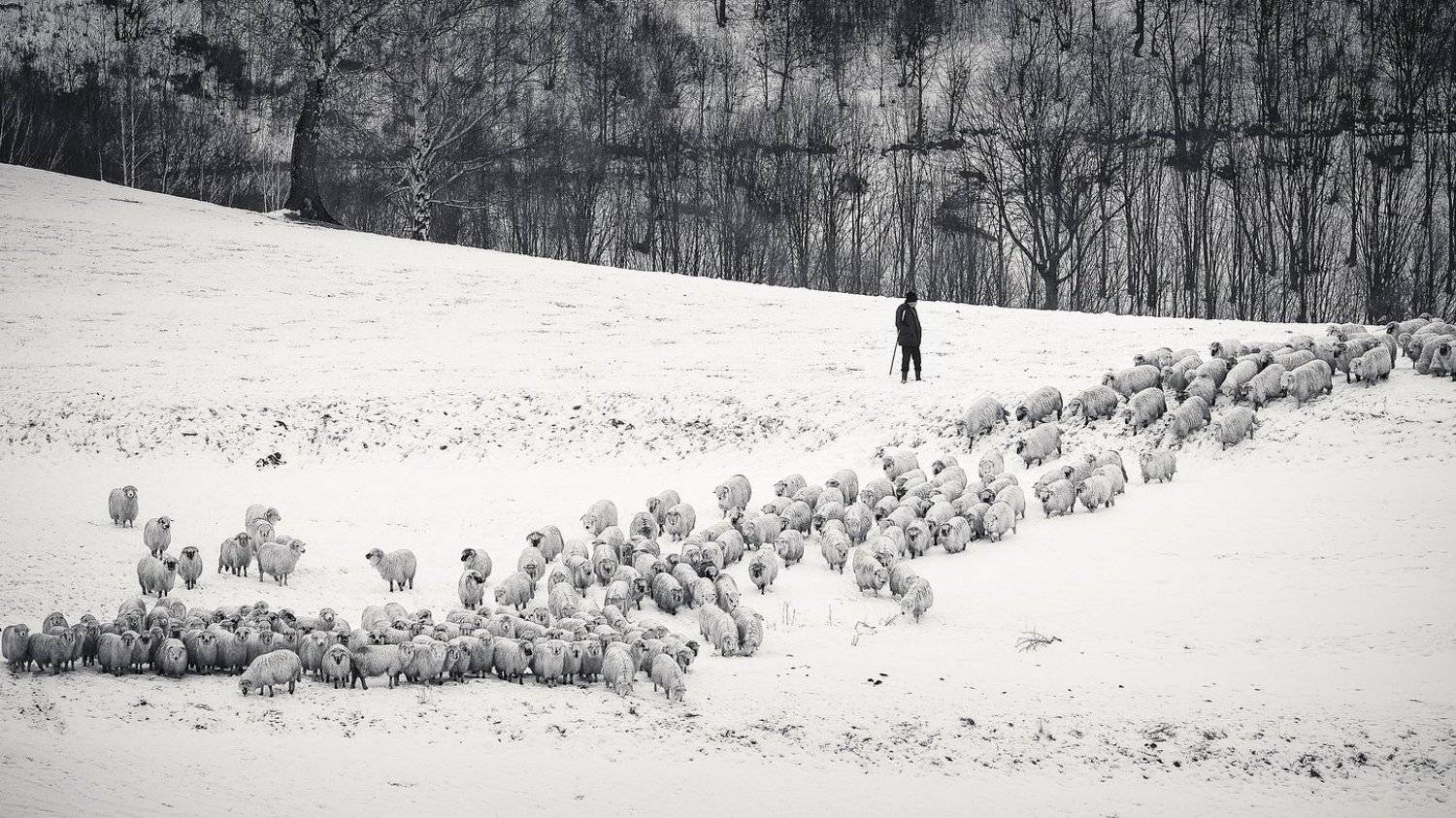 Still counting. Автор: Alexandru Crisan dream,landscape,alexandrucrisan,nature,scenery,countryside,far,away,romania,dreamland,magic,sound,lonely,mountain,myromania,forest,trees,winds,hill,tree,white,poem,haiku,minimalism,minimal,winterscape,fence,sheep,shepherd,wolf,disguised, Alexandru Crisan