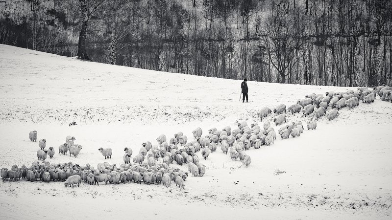 dream,landscape,alexandrucrisan,nature,scenery,countryside,far,away,romania,dreamland,magic,sound,lonely,mountain,myromania,forest,trees,winds,hill,tree,white,poem,haiku,minimalism,minimal,winterscape,fence,sheep,shepherd,wolf,disguised Still countingphoto preview