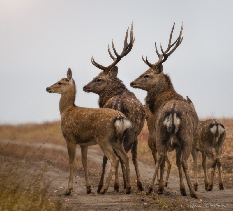 россия,парк,олени,животные,природа,wwf, фототур, анималистика,олень Оленья семьяphoto preview