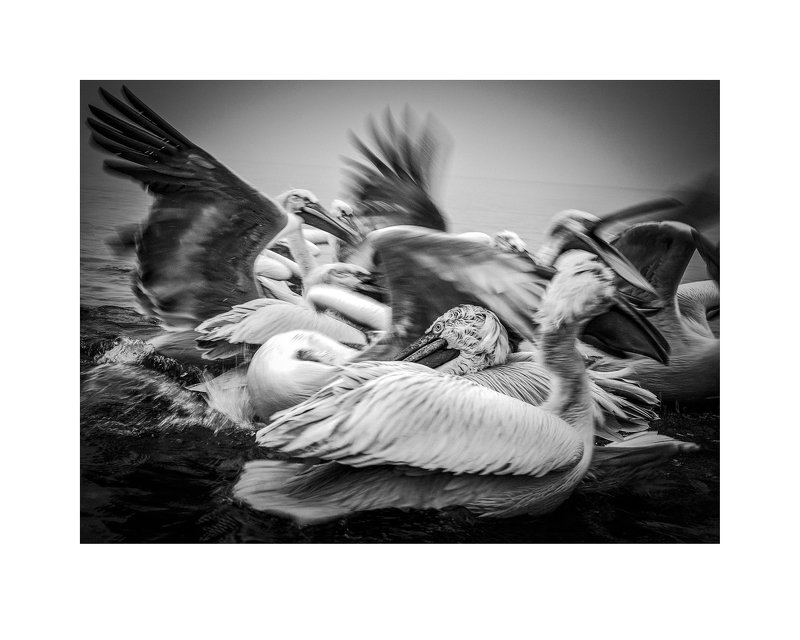 Pelicans-battlephoto preview