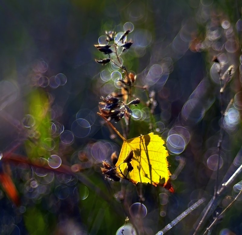 осень, лист, боке, волшебство, природа, макро, никон, россиия,  Как-то волшебной осеньюphoto preview