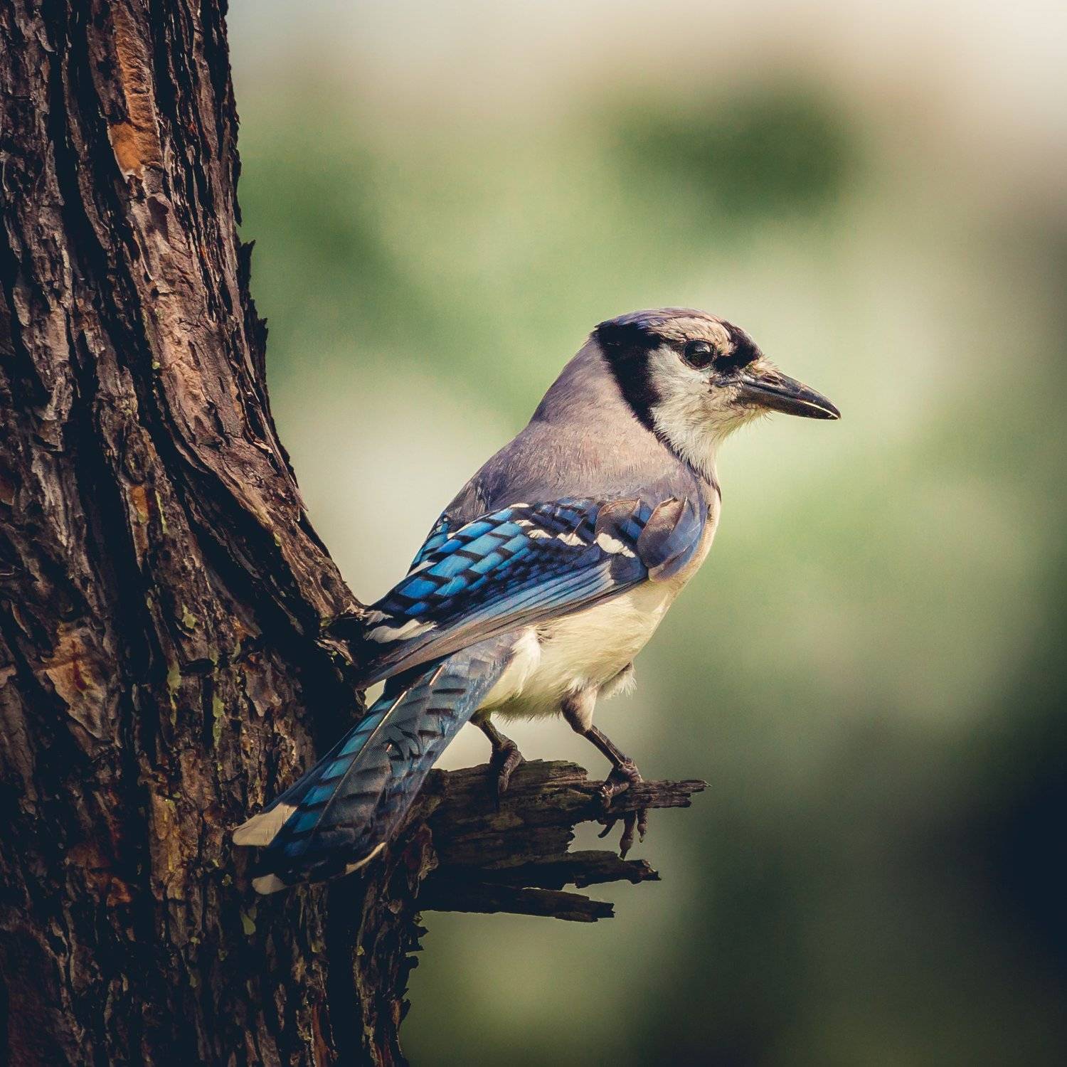 Blue Jay. Автор: Илья Данилов , Илья Данилов