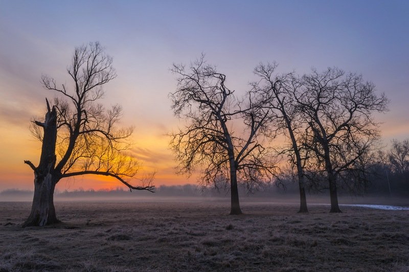 рассвет,утро,весна,дерево,туман,фотография,фотограф ,сергей корнев,пейзаж,природа,композиция,колорит,цвет,свет,украина,гадяч Трое против одногоphoto preview