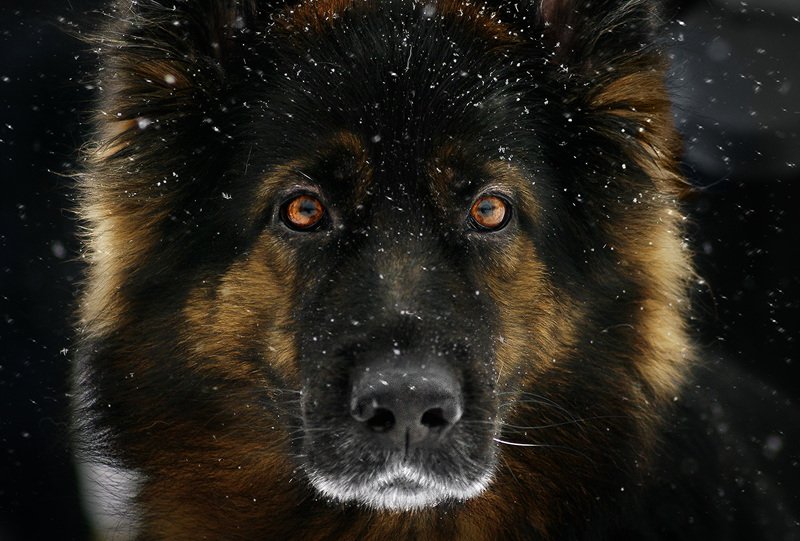 Собака и снег фото превью