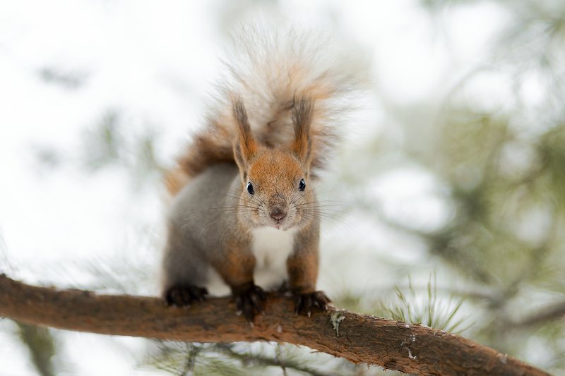 белка ***photo preview