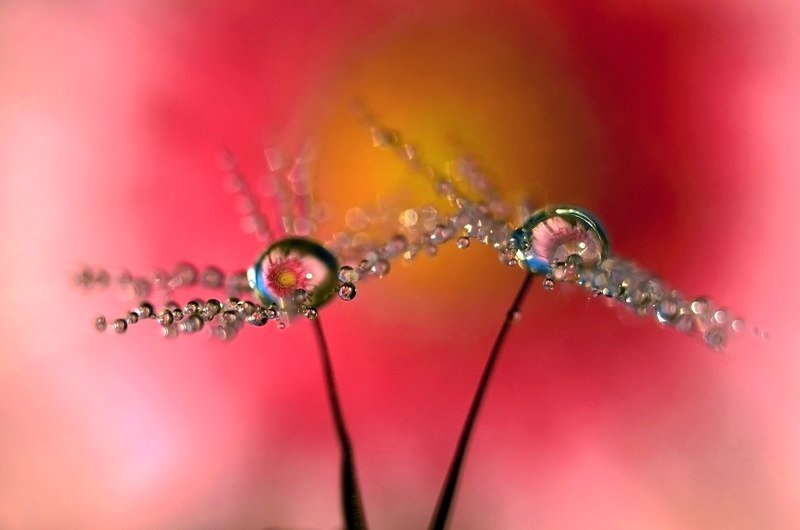 макро, капли, вода, волшебство, макро мир, макрофотография, россия, ***photo preview