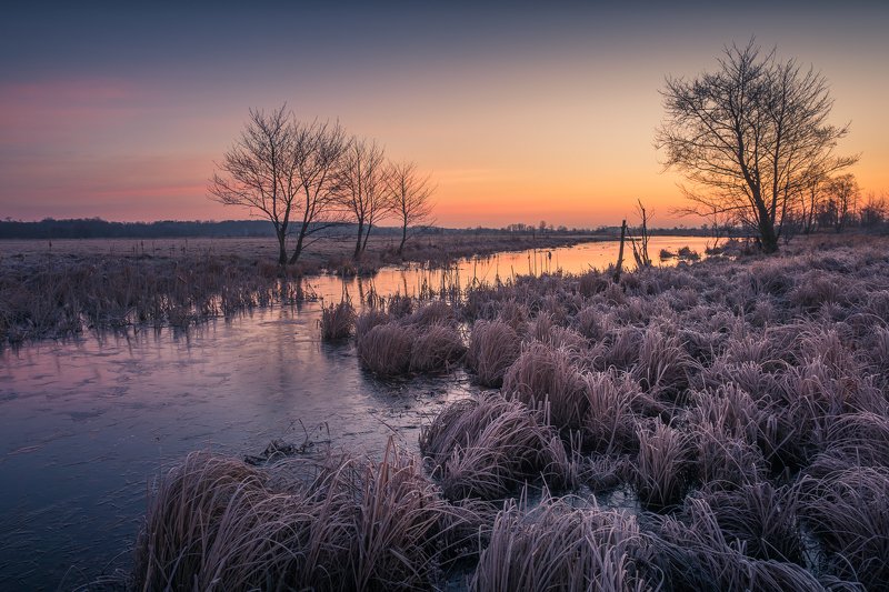pilca, water, river, tree, frozen, sunrise, morning, winter, tree, landscape, nature Pilica backwatersphoto preview