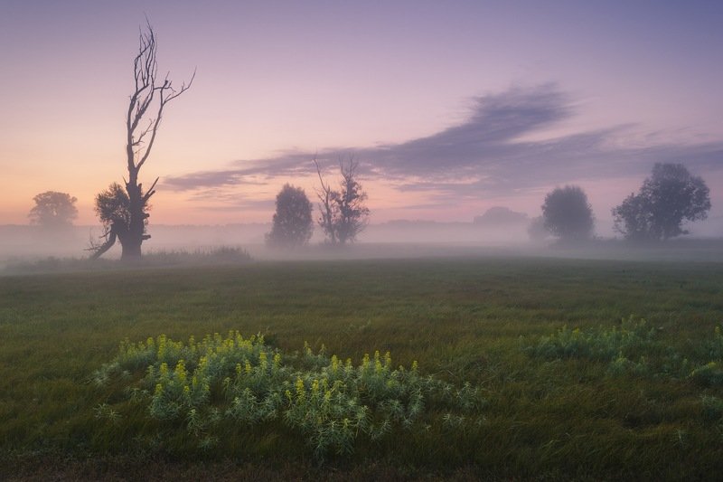 пейзаж,утро,лето,рассвет,туман,дерево,поле,луг,украина,гадяч,сергей корнев,композиция,искусство,фотография,фотограф,дымка Ожидание солнцаphoto preview