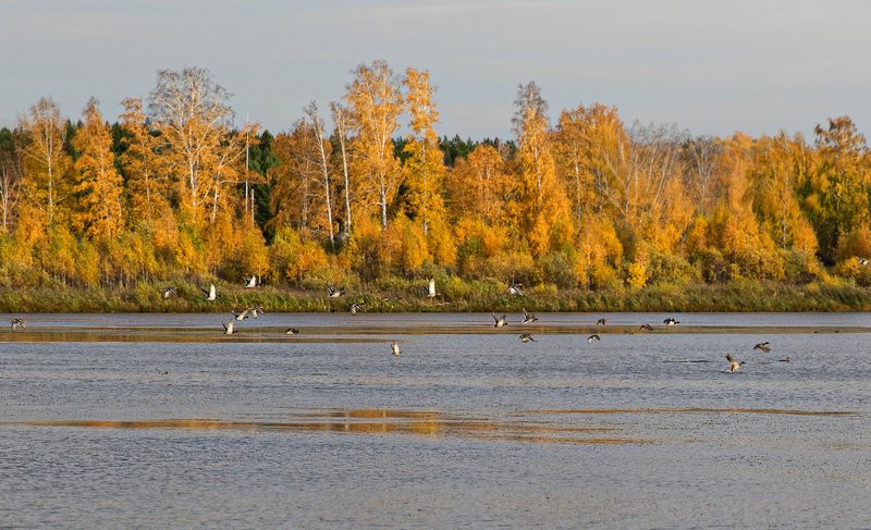 осень, утки, болото, озеро, пейзаж Летят уткиphoto preview