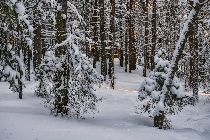 зима, лес, снег, иней, мороз, солнце, деревья, сугробы, елки, сосны, избушка Блеснуло солнце последним лучомphoto preview