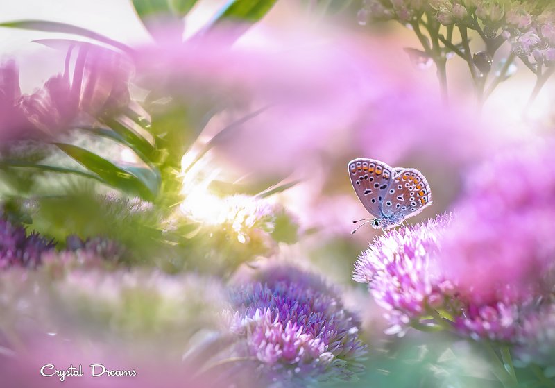 crystal dreams, macro, summer, color, art, nature, butterfly \