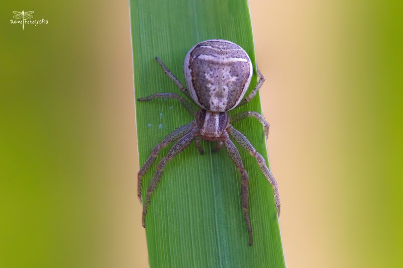 Xysticus-Bokochódphoto preview