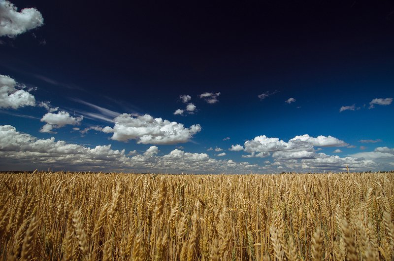 Полеphoto preview