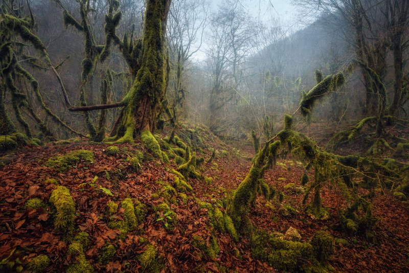 Лес, Деревья, Мох, Листья, Абхазия Тропами лешегоphoto preview
