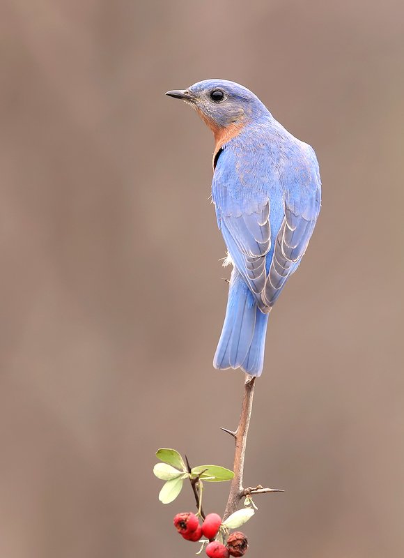 восточная сиалия, eastern bluebird,bluebird Eastern Bluebird male - Восточная сиалия самецphoto preview
