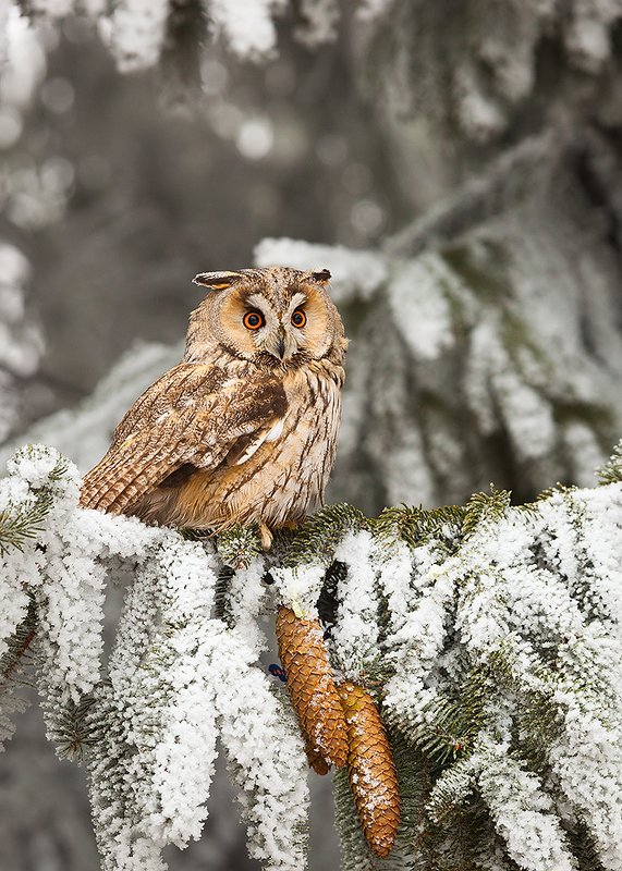 Ушастая соваphoto preview