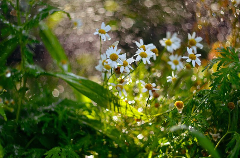 солнце, лето, россия, боке, цветы, ромашки, природа, свет, Летние прелестиphoto preview