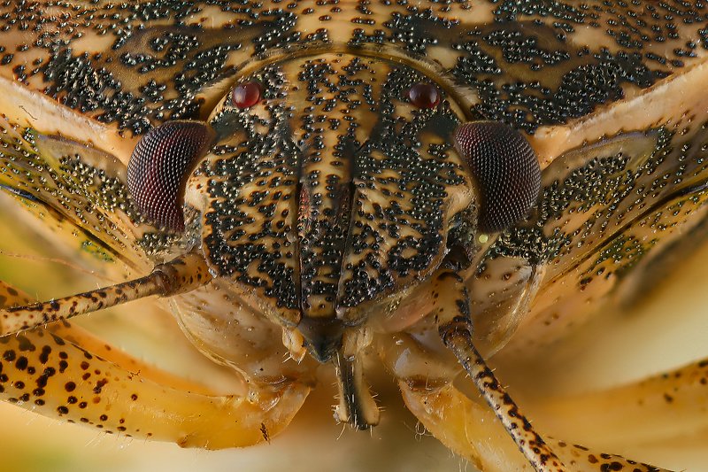 наскомое макро клоп лесной photo preview