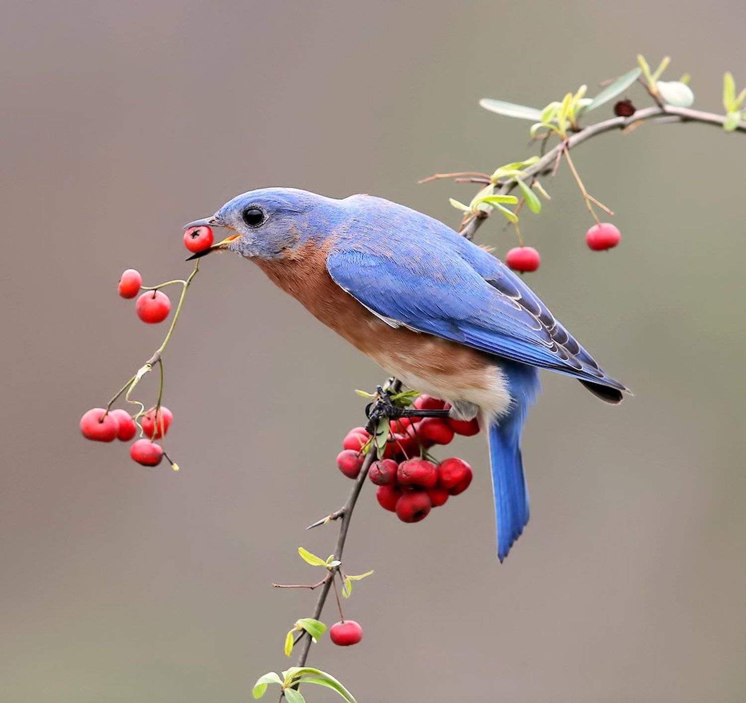 восточная сиалия, eastern bluebird,bluebird, Elizabeth Etkind