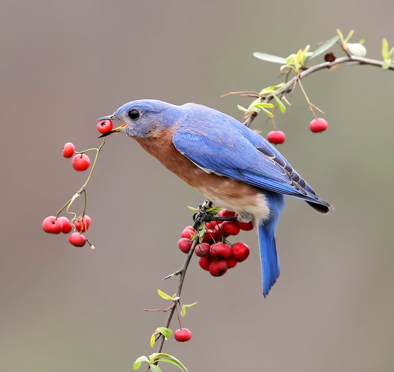 восточная сиалия, eastern bluebird,bluebird Eastern Bluebird male. Восточная сиалия самец.photo preview