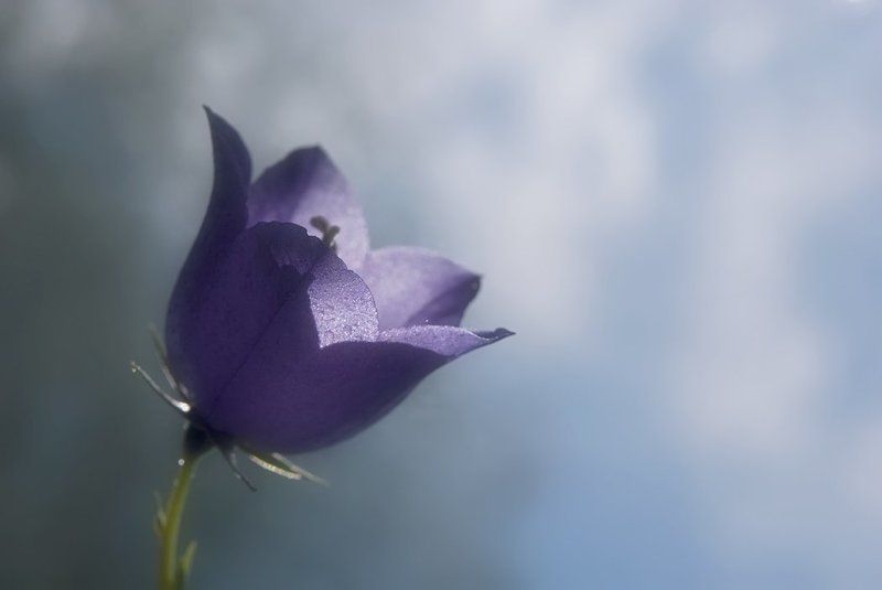 По ком звонит колоколphoto preview