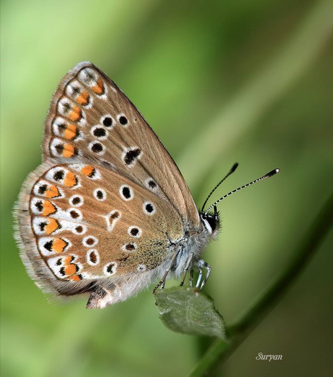 Цветочный сон. Автор: Олег Сурьянинов лето, трава, бабочка, Олег Сурьянинов