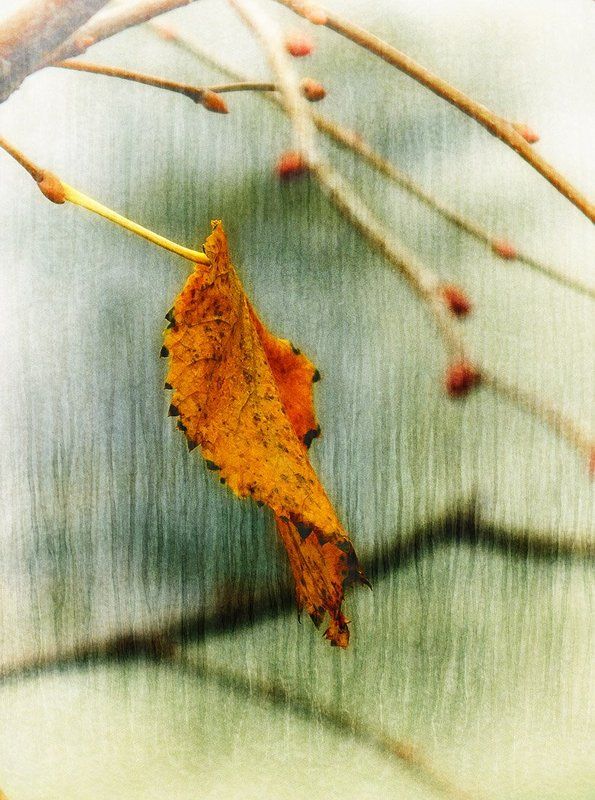 Last...photo preview