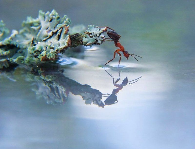 муравей ВГЛЯЖУСЬ В СЕБЯ КАК В ЗЕРКАЛО...photo preview