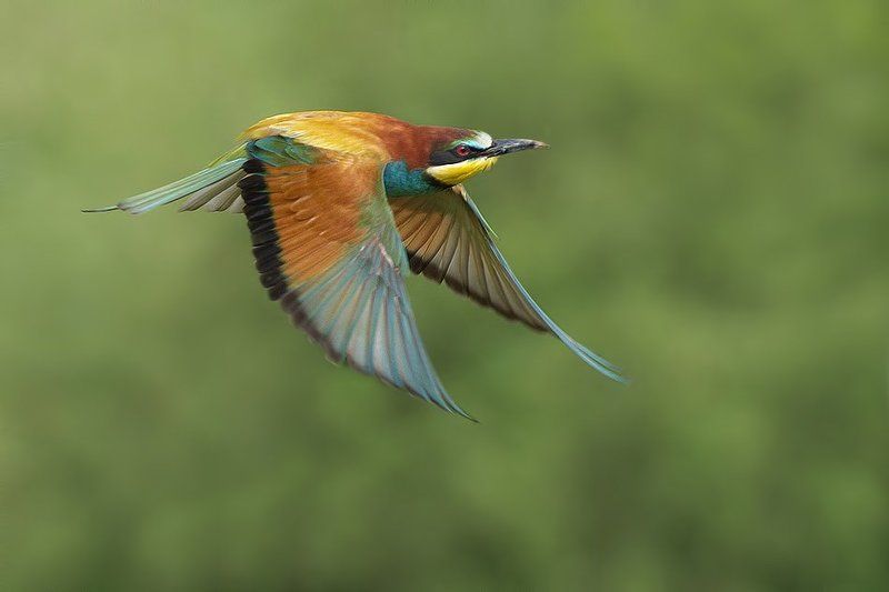 Щурка в полетеphoto preview