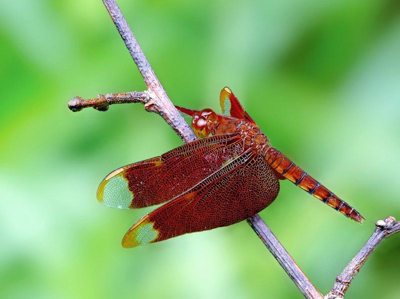 Neurothemis fulviaphoto preview