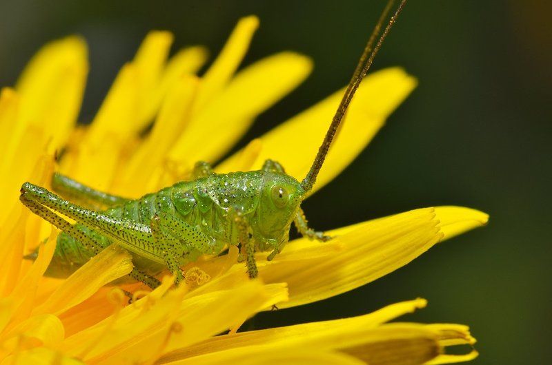 nikon, d7000, macro, kazakhstan, nature, казахстан, природа, макро, bush cricket, кузнечик Крапчатый прыгунphoto preview