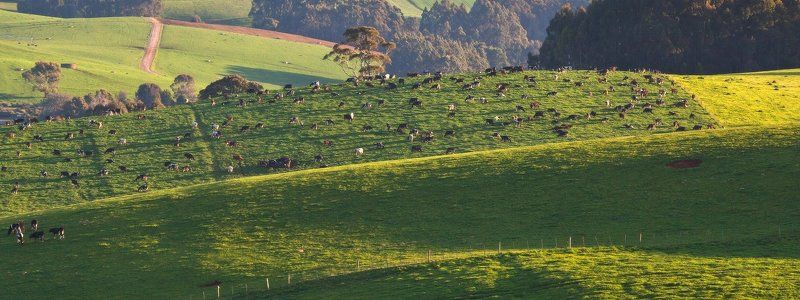 Далеко, далеко на лугу пасутся Ко...photo preview