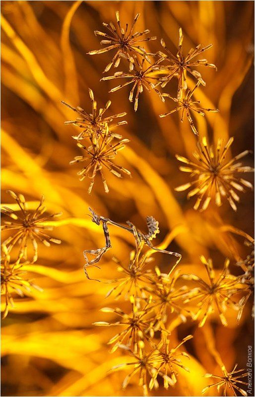 эмпуза, макро, новороссийск Огненный вихрьphoto preview