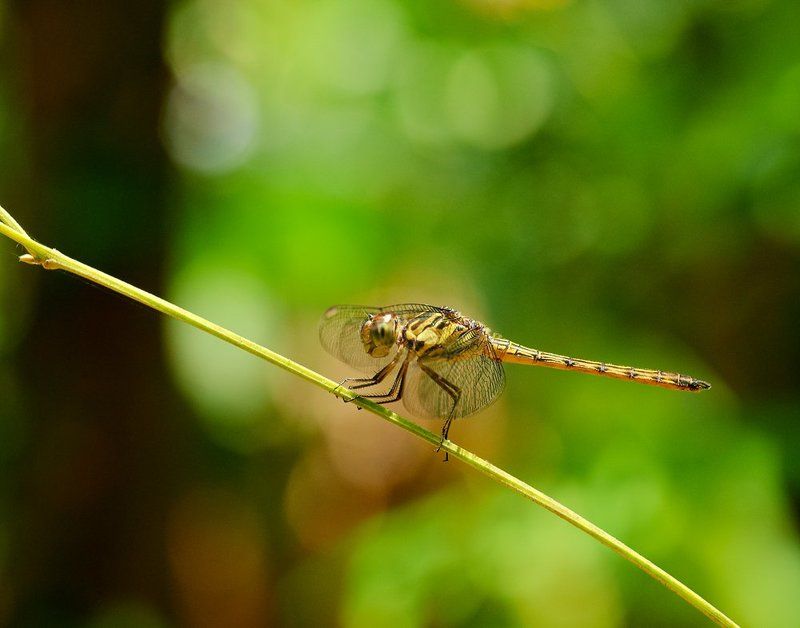 macro, closeup, insect, макро, насекомые, gnilenkov Cratillia lineta calvertiphoto preview