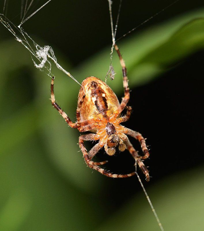 nikon, d7000, macro, kazakhstan, nature, spider, казахстан, природа, макро, паук Паук-крестовикphoto preview
