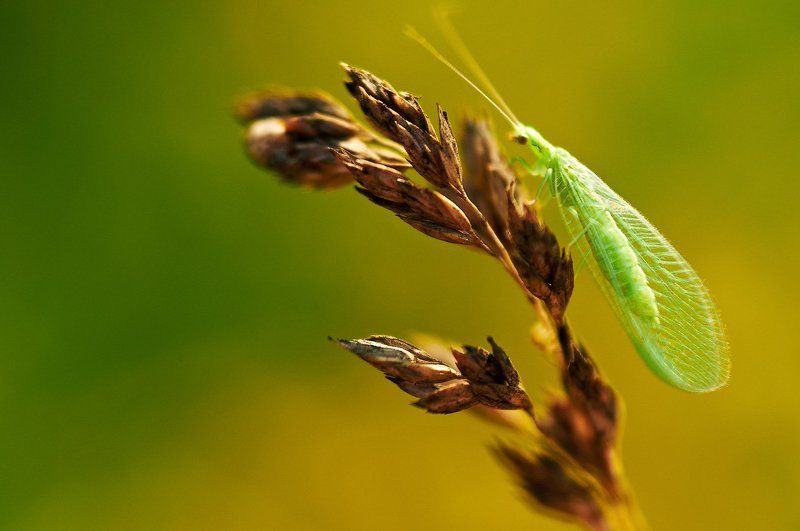 Степные жители.photo preview