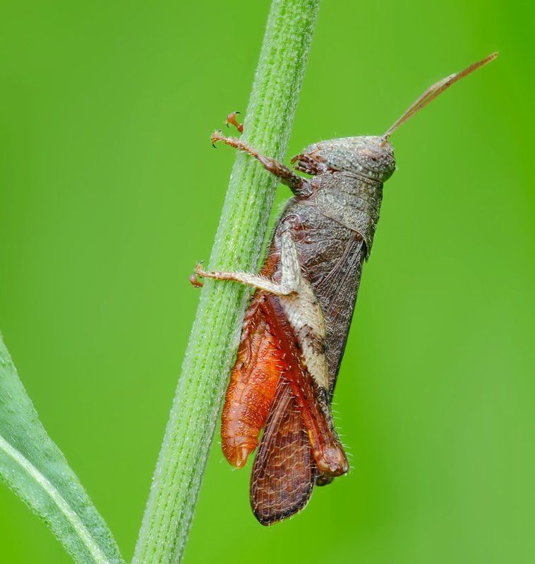 macro, closeup, insect, макро, насекомые, gnilenkov ***photo preview