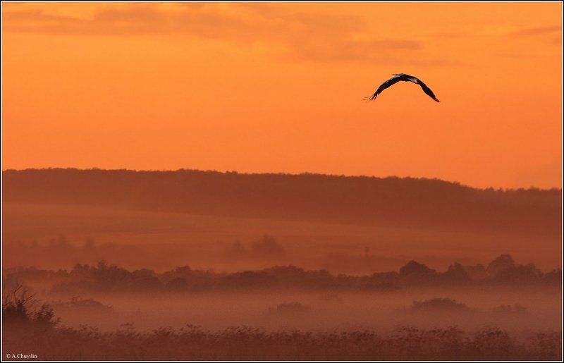 аист,закат,туман,после,дождя,август На закатphoto preview