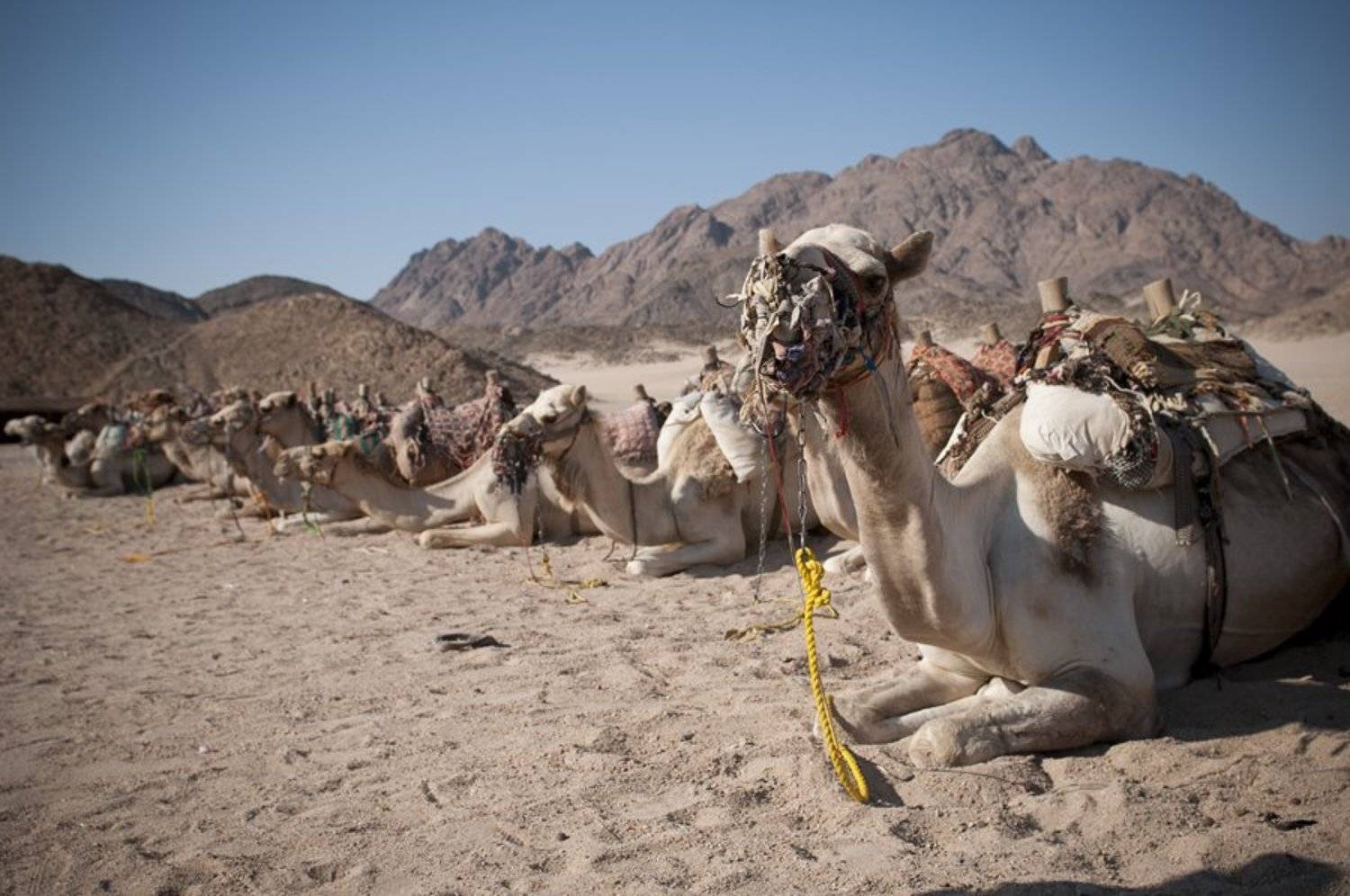 Привал. Автор: Denis Khorkov верблюд, египет, Denis Khorkov