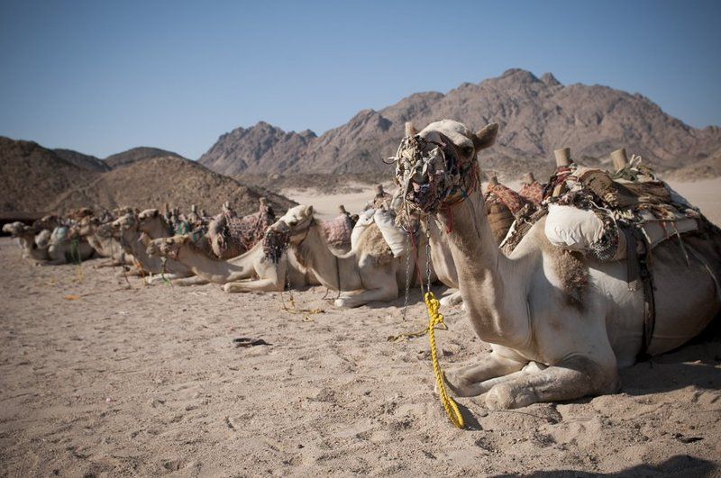 верблюд, египет Привалphoto preview