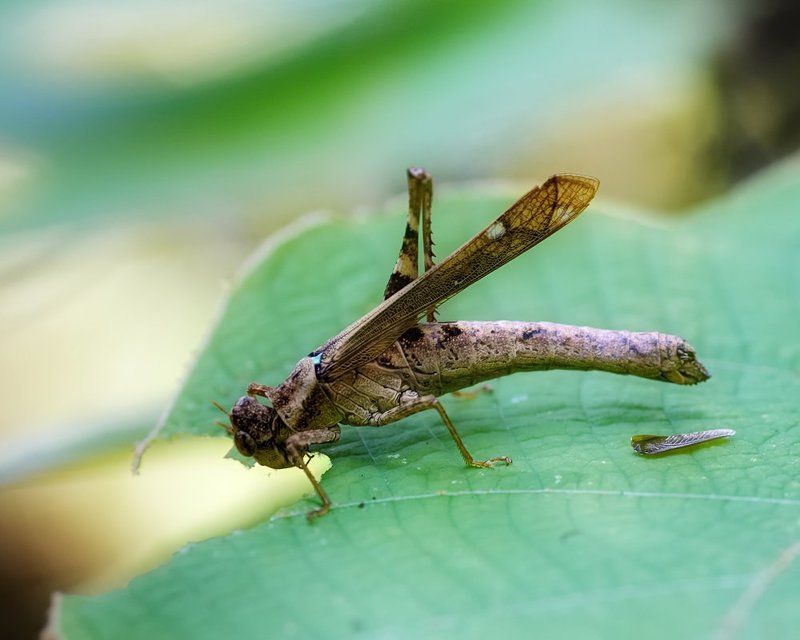 macro, closeup, insect, макро, насекомые, gnilenkov Обед...photo preview