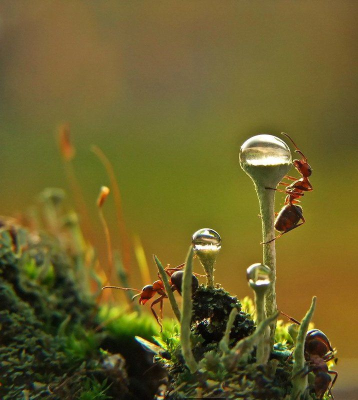 муравей., капля НА ПЛАНЕТЕ МУРАВЬЕВphoto preview