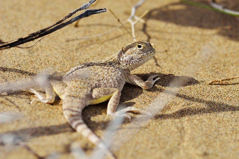 nikon, d7000, asia, kazakhstan, nature, wildlife, lizard, казахстан, природа, круглоголовка Ушастая круглоголовкаphoto preview