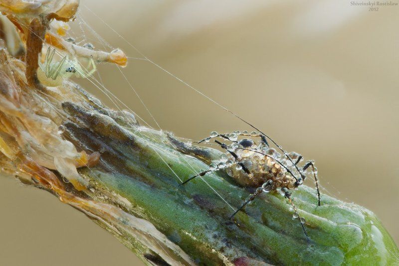 ростислав, макро, 100мм Погонщикphoto preview