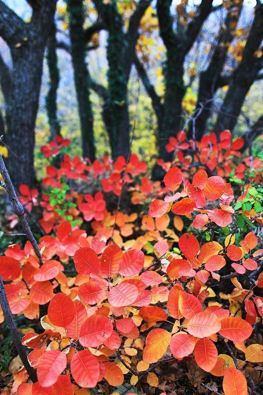 Скумпияphoto preview