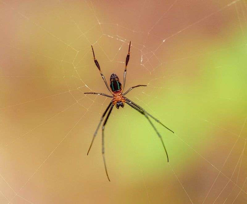 macro, closeup, insect, макро, насекомые, gnilenkov Паучишко...photo preview