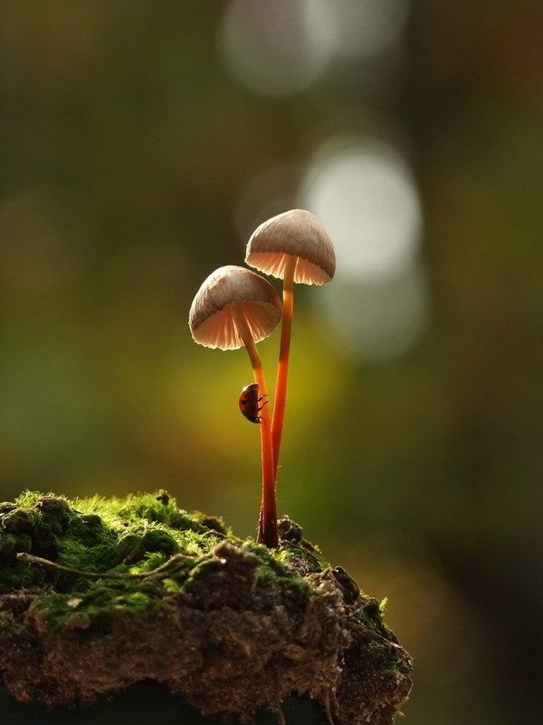 грибочек.божья, коровка. ПЕРВЫЙ ЛУЧИКphoto preview