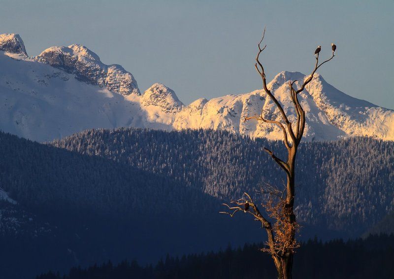 Орлинные местаphoto preview