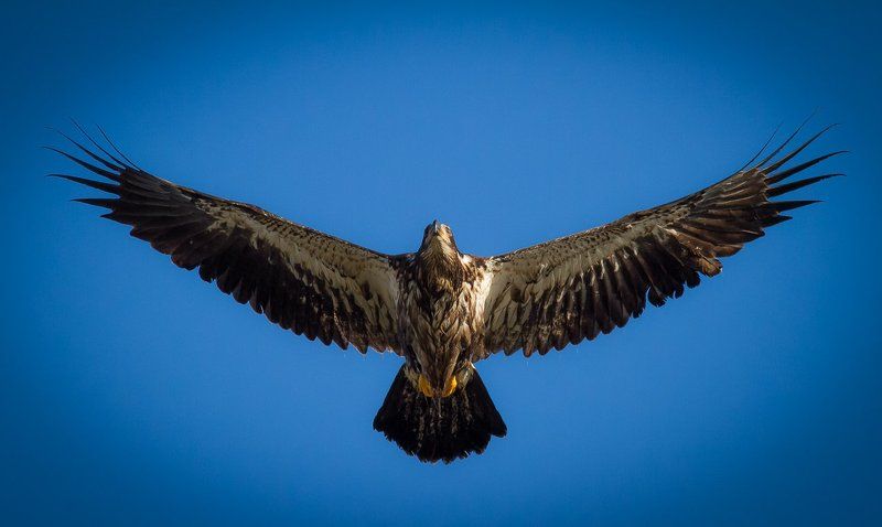 Юниорphoto preview