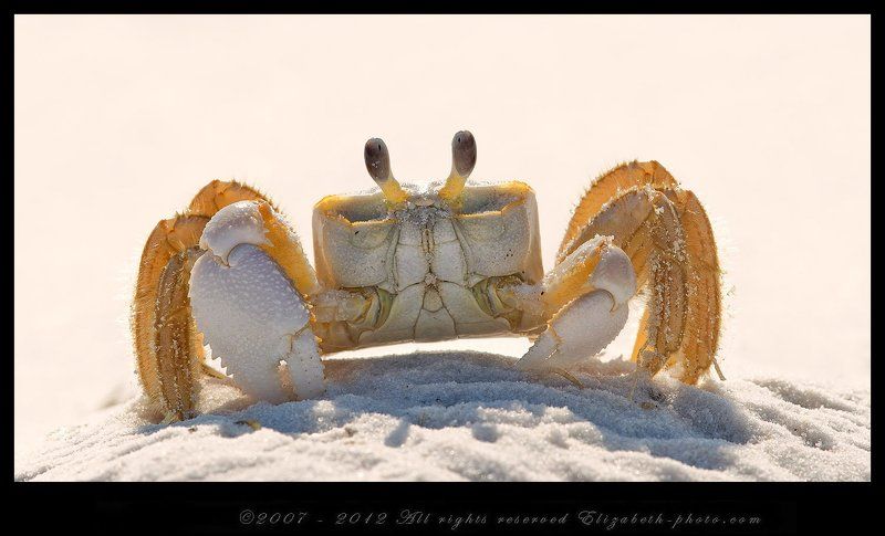 краб призрак, ghost crab, краб Краб призрак - Ghost crabphoto preview